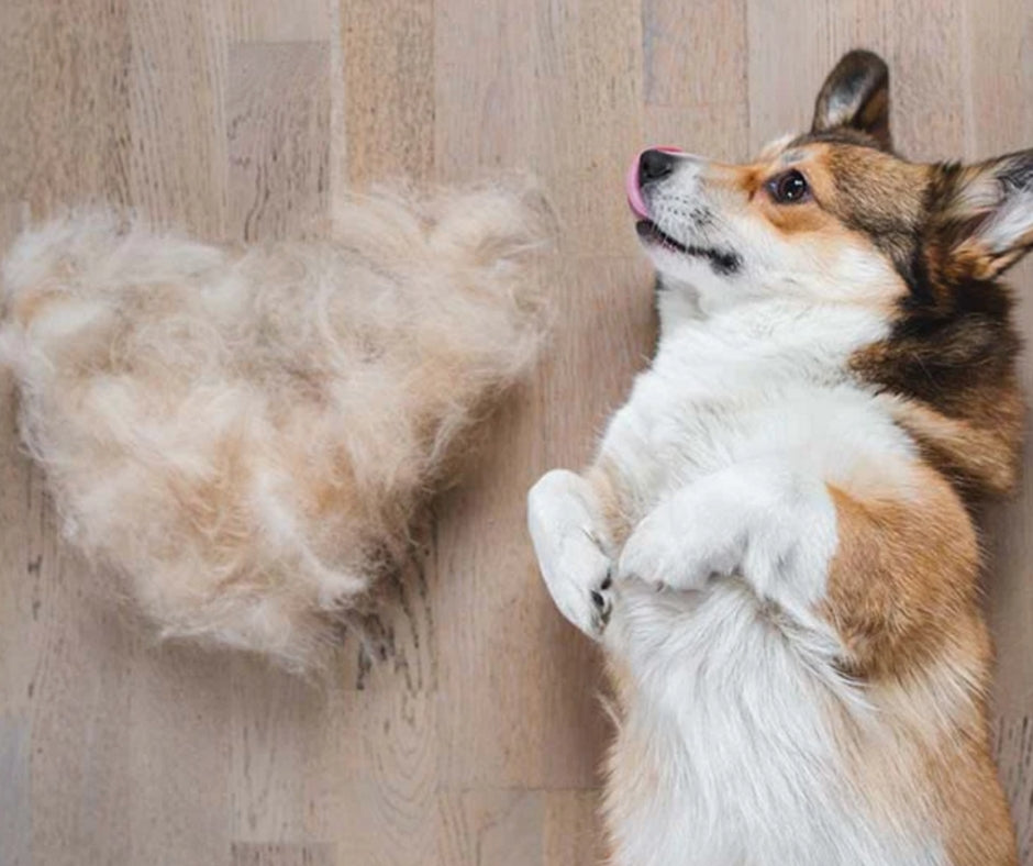 Why De-Shed? "The Dynamics of DeShedding"