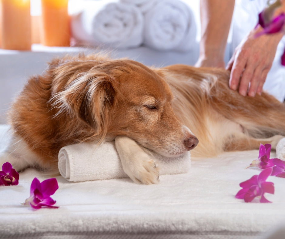 Pawsitively Zen-sational: Unleashing Aromatherapy Magic in Your Grooming Salon!