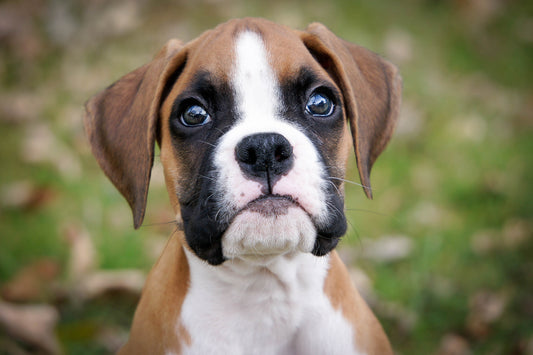 Brown, white, and black boxer puppy sitting in grass with leaves on the ground. Puppy's face is close up. 